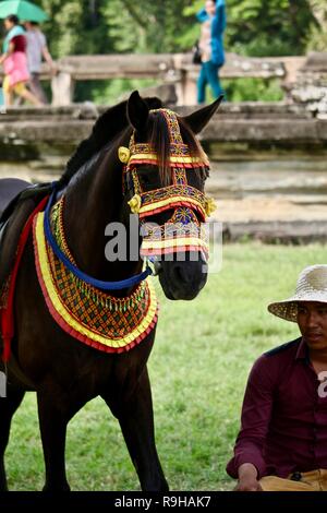 Un cavallo nero vestito in oro, il rosso e il blu beadwork in Cambogia Foto Stock