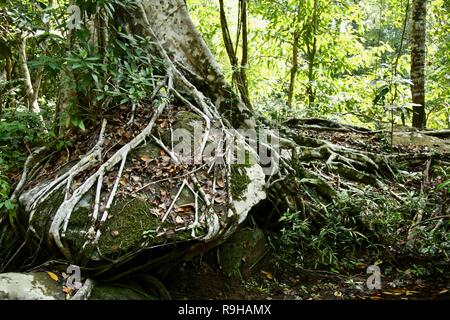 Un enorme figura radici di alberi che coprono un grosso masso nella giungla della Cambogia Foto Stock
