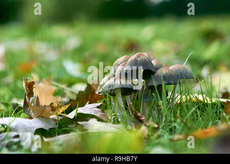 Funghi su prato verde in autunno Foto Stock
