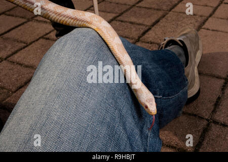 Un serpente di mais (Pantherophis guttatus) strisciando su una gamba umana Foto Stock