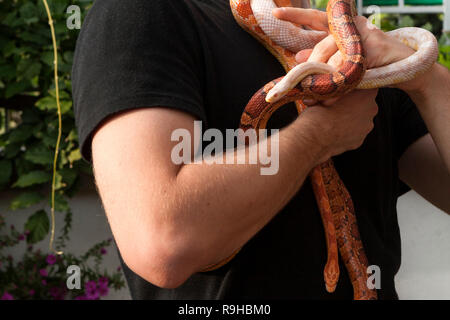 Un uomo con molti serpenti di mais (Pantherophis guttatus) Foto Stock