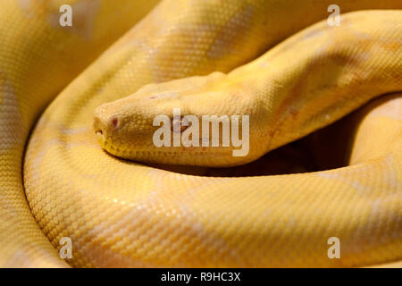 Un python birmano amelanistico a spirale (Python bivittatus) Foto Stock