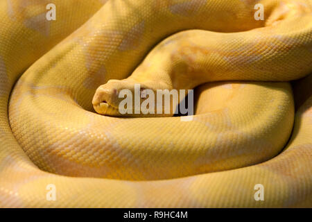 Un python birmano amelanistico a spirale (Python bivittatus) Foto Stock