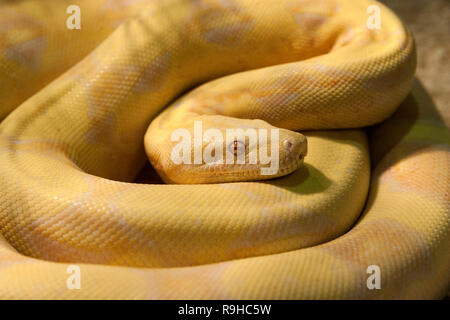 Un python birmano amelanistico a spirale (Python bivittatus) Foto Stock