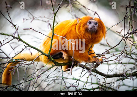 Golden Lion Tamarin (Leontopithecus rosalia) Foto Stock