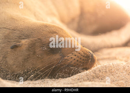 I leoni di mare le Galapagos Foto Stock