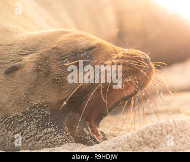 I leoni di mare le Galapagos Foto Stock