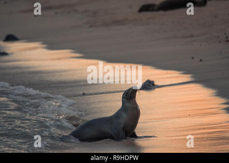 I leoni di mare le Galapagos Foto Stock