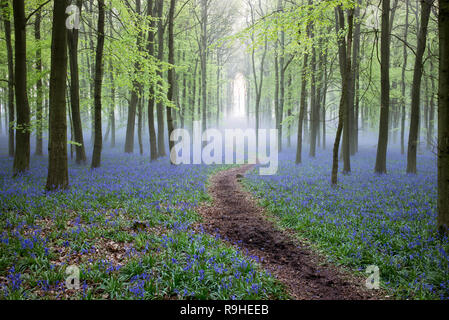 Hyacinthoides non scripta. Misty Bluebell e faggeta nella campagna inglese Foto Stock