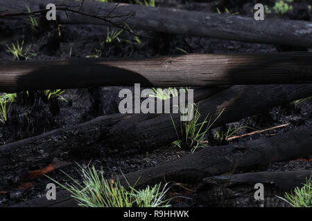 Pila di gomma bruciata Tree Logs a seguito di incendi Foto Stock