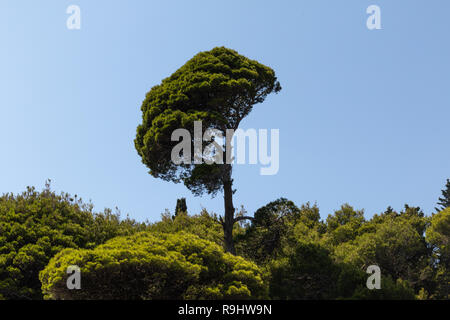 Albero solitario che emergono dalla tettoia sull isola di Lokrum, Dubrovnik, Croazia Foto Stock