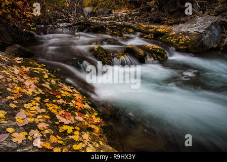 Bellissimi colori autunnali lungo un ruscello di montagna. Foto Stock