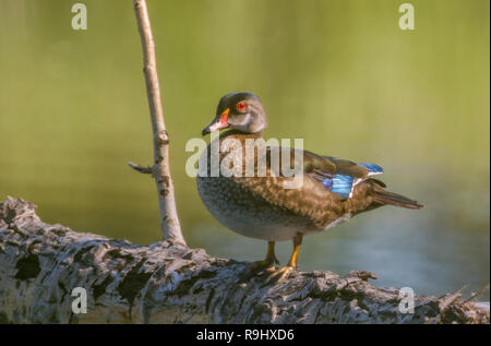 In legno colorato permanente di anatra su albero caduto con acqua in background a Inglewood il santuario degli uccelli di Calgary, Alberta, Canada Foto Stock