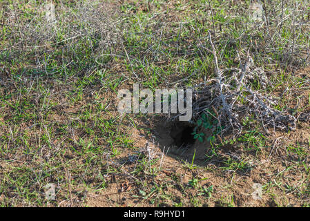 Foro profondo di un animale selvatico nel terreno Foto Stock