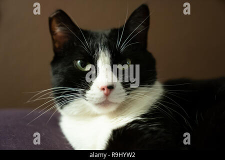 Black & White Cat giace su un cuscino viola Foto Stock
