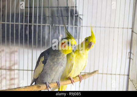 Il giallo e il nero pappagalli corella è seduta su una oscillazione in gabbia Foto Stock