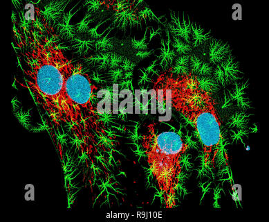 Microfilamenti, nuclei, e mitocondri in fibroblasti Foto Stock