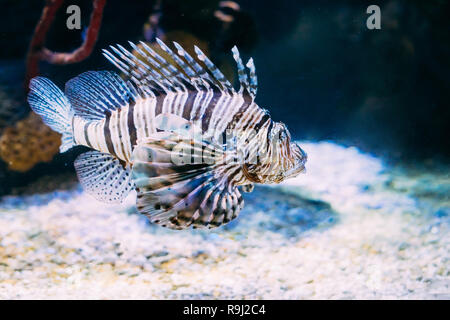 Leone Rosso pterois volitans è infame Coral Reef pesce nuotare in acquario. Uno dei la maggior parte dei pesci velenosi in mare. Foto Stock