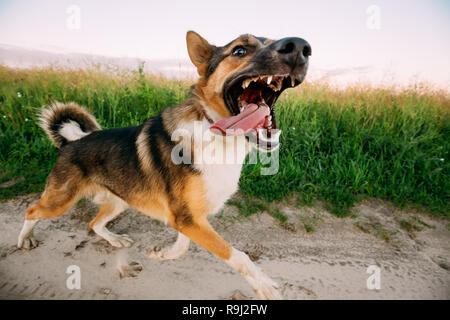 Barking arrabbiato aggressiva di razza cane che corre in Strada attraverso Prato Foto Stock