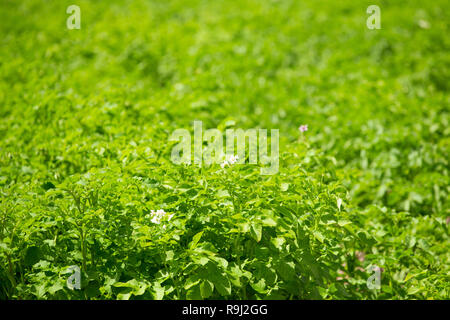 Il verde primaverile germogli di piante di patata che cresce su piantagione d'estate. Foto Stock