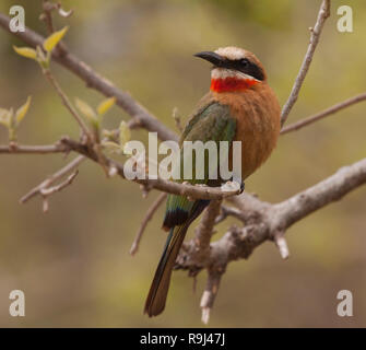 Bird: bianco-fronteggiata gruccione, appollaiate su un ramo di un albero nel parco nazionale di Kruger, Sud Africa Foto Stock