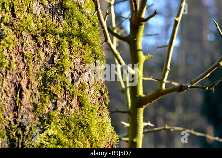 Baumstamm mit Moos überzogen Foto Stock