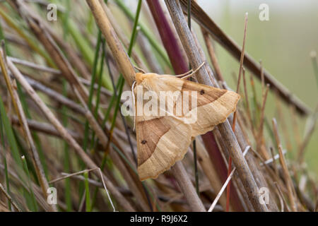 Festone Oak Moth; Crocallis elinguaria Cornwall, Regno Unito Foto Stock