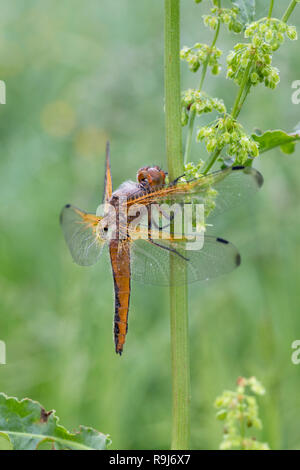 Scarsa Chaser; Libellula fulva Cambridgeshire, Regno Unito Foto Stock