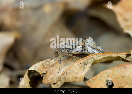 Argento falena Y; Autographa gamma singola foglia in Cornovaglia; Regno Unito Foto Stock