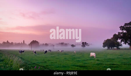 Normand vacche in un campo di nebbia del Orne campagna al tramonto in estate, Normandia Francia Foto Stock