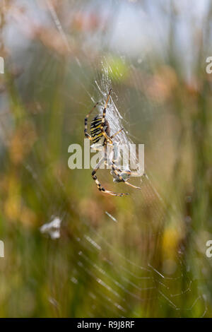 Wasp Spider; Argiope bruennichi singolo con la preda sul Web Cornwall, Regno Unito Foto Stock