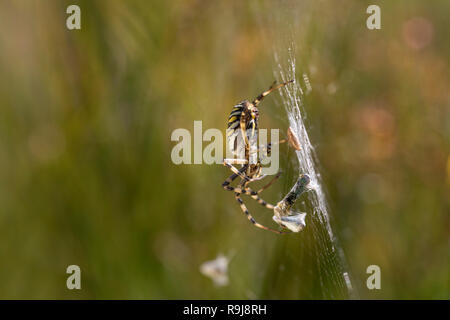 Wasp Spider; Argiope bruennichi unico incarto preda Cornwall, Regno Unito Foto Stock