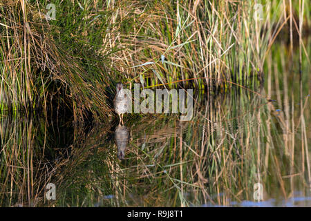 Porciglione; Rallus aquaticus singolo; guadare in canne Isole Scilly; Regno Unito Foto Stock