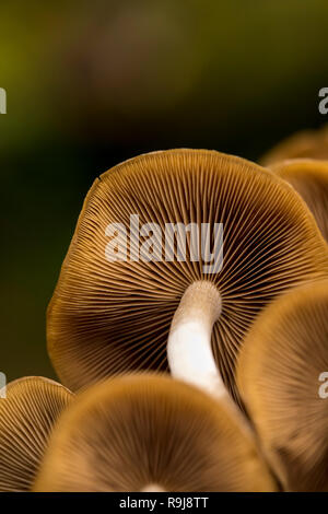 Psathyrella acquoso; Psathyrella piluliformis; Cornovaglia; Regno Unito Foto Stock