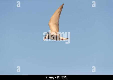 Mignattino piombato; Chlidonias hybrida unico volo in Ungheria Foto Stock