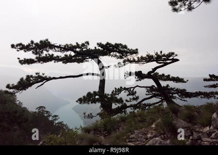 Alberi a Banjska Stena Viewpoint, Parco Nazionale di Tara, Serbia Foto Stock