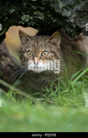 Wildcat; Felis silvestris singolo; guardando fuori da sotto Log REGNO UNITO Foto Stock