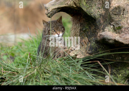 Wildcat; Felis silvestris sola seduta Sotto Log REGNO UNITO Foto Stock