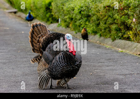 Maschio nero spagnolo o nero di Norfolk Turchia, Meleagris gallopavo, visualizzando il corpo soffiato piume e svasatura la sua coda e le ali. Rosso brillante della gola. Foto Stock