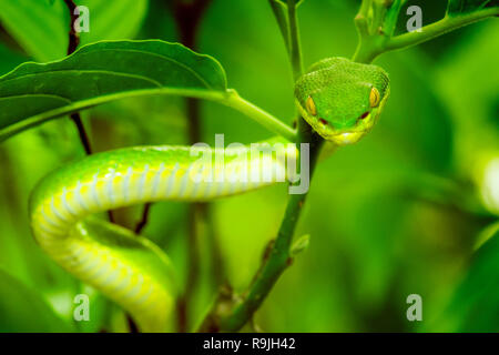 Un infame green snake (Trimeresurus stejnegeri) . Foto Stock