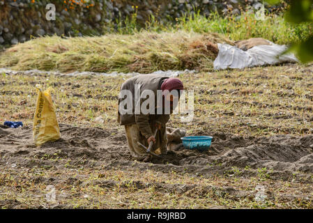 Raccolto di grano saraceno in il Balti villaggio di Turtuk, Valle di Nubra, Ladakh, India Foto Stock