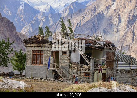 L'autunno raccolto di grano saraceno in il Balti villaggio di Turtuk, Valle di Nubra, Ladakh, India Foto Stock