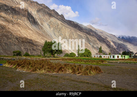 L'autunno raccolto di grano saraceno in il Balti villaggio di Turtuk, Valle di Nubra, Ladakh, India Foto Stock