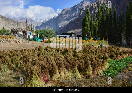 L'autunno raccolto di grano saraceno in il Balti villaggio di Turtuk, Valle di Nubra, Ladakh, India Foto Stock