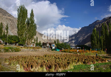 L'autunno raccolto di grano saraceno in il Balti villaggio di Turtuk, Valle di Nubra, Ladakh, India Foto Stock