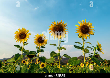 Lopburi Girasoli Foto Stock