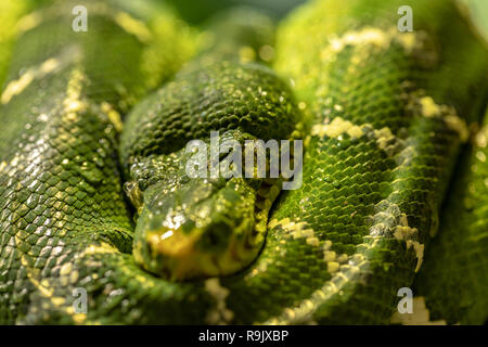 Emerald Tree Boa, Corallus caninus. In prossimità della testa e del corpo Foto Stock