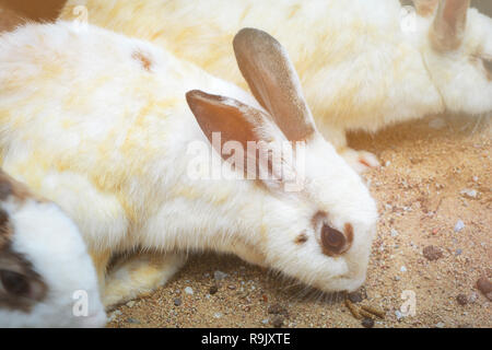 Coniglio Bianco mangiare presso l'azienda / coniglio animale animali domestici Foto Stock