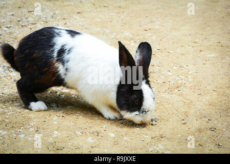 In bianco e nero il coniglio mangiare presso l'azienda / coniglio animale animali domestici Foto Stock