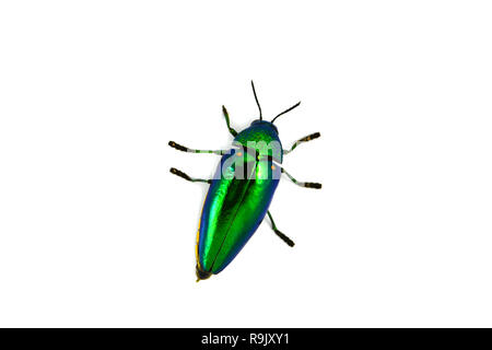 Gioiello beetle isolati su sfondo bianco / verde bug di gioiello beetle e altri nomi metallizzate legno noioso beetle , Buprestid Foto Stock